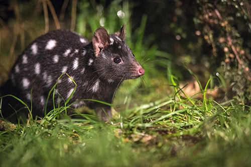 Native wildlife